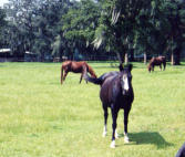 Ocala horse trainers, Ocala horse training, Ocala horse clinics, Ocala horse training schools, Florida horse trainers, horse clinics Florida, equine discipline Fl